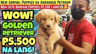 ARRANQUE PETSHOP LATEST UPDATE  CUTE BARGAIN PUPPIES P2500 LANG  GOLDEN RETRIEVER P5500 LANG [upl. by Deden918]