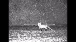 Foxing with the Yukon Photon RT 6x50 Night Vision [upl. by Lebasy]