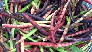 Pinkeye Purple Hull Peas Harvesting amp Easy Shelling Gadget [upl. by Eirallam]