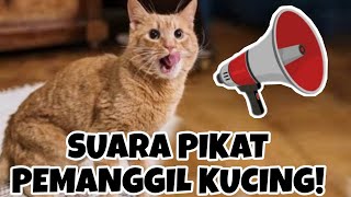 SUARA KUCING MEMANGGIL TEMANNYA [upl. by Timmi]