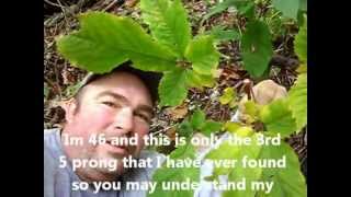 Wild Ginseng Hunting with Billy Taylor teaching how to find the good ones [upl. by Wulf]