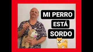 Mi perro está sordo [upl. by Platas]