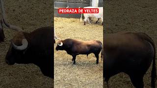 Toro de PEDRAZA DE YELTES  15septiembre2024  Las Ventas [upl. by Ydisahc808]