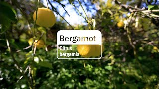 Bergamot Essential Oil  doTERRA Behind the Bottle Episode 12 [upl. by Nelson]