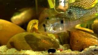 Gymnogeophagus Labiatus quotRio Olimarquot  spawning [upl. by Atnahsa]