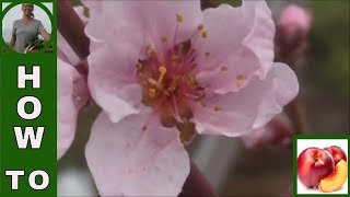 How to hand pollinate fruit trees [upl. by Nelli578]