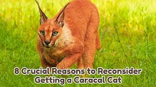 8 Crucial Reasons to Reconsider Getting a Caracal Cat  Exploring the Pros and Cons of Caracal Cats [upl. by Imit]