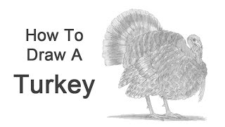 How to Draw a Turkey [upl. by Sucy]