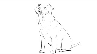 How to draw Labrador Dog [upl. by Jez]