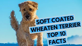 Soft Coated Wheaten Terrier  TOP 10 Interesting Facts [upl. by Pierpont]