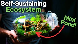 I Made a Self Sustaining Terrarium With a Mini Pond Here’s How [upl. by O'Carroll]