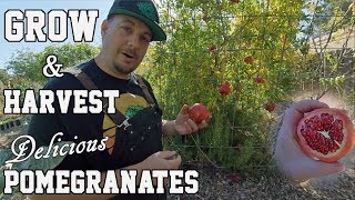 Growing amp Harvesting Pomegranates At Home  All You Need To Know [upl. by Sholley650]