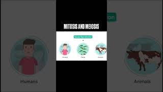 Mitosis vs Meiosis Key Differences amp Phases Explained [upl. by Nutter]