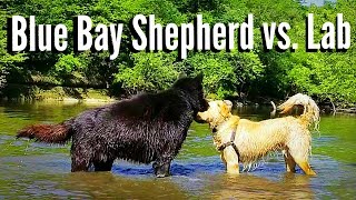 Blue Bay Shepherd vs Labrador Retriever [upl. by Feinleib]