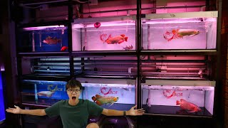 MOST AMAZING AROWANA FISH STORE EVER Is this place even real [upl. by Acillegna]