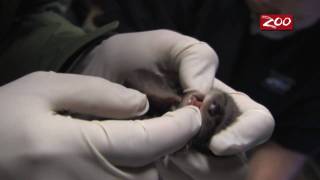 OTTERLY ADORABLE RIVER OTTER PUPS BORN AT THE COLUMBUS ZOO [upl. by Peckham]