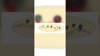 Chromatin Immunoprecipitation Assay ChIP [upl. by Attenrad475]