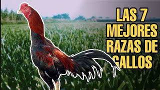 LAS 7 MEJORES RAZAS DE GALLOS [upl. by Nanice]