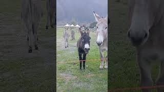 Asini Arnad Short animals donkey [upl. by Brocklin]