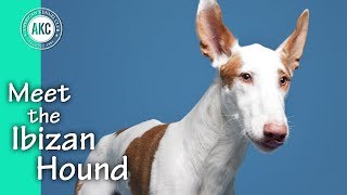 Meet the Ibizan Hound [upl. by Ezri]