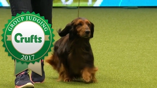 Hound Group Judging and Presentation  Crufts 2017 [upl. by Dranel]