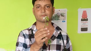 Plumbago Littoralis please subscribe my channel ❤️🙏🙏🙏🙏 [upl. by Nair]