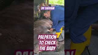 Palpation the baby inside cow  Dr Saddam [upl. by Politi]