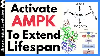 Targeting AMPK Pathway To Extend LIFESPAN [upl. by Nodnarbal]