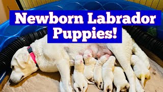 Before You Breed Dogs Watch This Newborn Labrador Puppies Whelping Box In Use [upl. by Anailil]