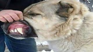 Dog Breeds With Strongest Bite Force Part 1 [upl. by Odnavres]