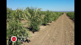 Las mejores variedades de secano en Olivar en Seto Ensayo de Mejora Genética secano 103 variedades [upl. by Aicenav496]