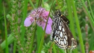 Heteropterus morpheus large chequered skipper spiegeldikkopje SpiegelfleckDickkopffalter Le Miroir [upl. by Yrellam]