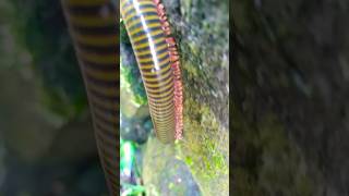 menemukan milipede kuning millipede kakiseribu2 shorts [upl. by Airetnuhs]