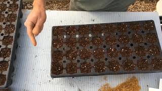 American Sycamore Seeding [upl. by Dett]