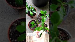 Preparing Mini Kaffir Lime Forest for Winter Indoors [upl. by Oderfodog]