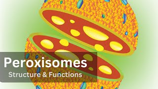 Peroxisomes Peroxisomes Structure and Function Biology Cell Biology [upl. by Atilrahc230]