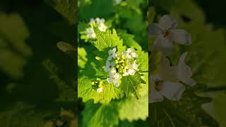 Alliaria petiolata or garlic mustard  Spring mood in the garden [upl. by Neelrihs]