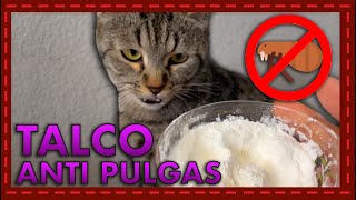 Adiós a las pulgas Talco para baño en seco casero y económico para gatos [upl. by Johanna]