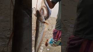 Big Padma boal fish  পদ্মার বিশাল বোয়াল মাছ ধরে নিয়ে আসলেন জেলে shorts DN dneyes [upl. by Bledsoe897]