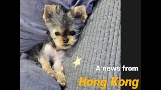 Korea Teacup Puppies Review News from Hong Kong  Our lovely Yorkshire Terrier met new family ☺ [upl. by Aikit292]