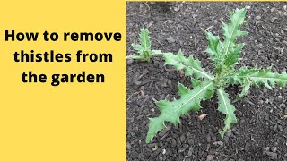 Organic way to remove thistles from the garden [upl. by Oijres840]