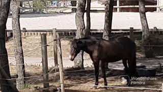 Centre Équestre Pastré 🐴🐎 [upl. by Brosy909]