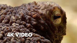 Extraordinary Octopus Takes To Land  4K UHD  The Hunt  BBC Earth [upl. by Loria]