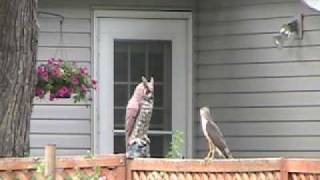 Coopers Hawk attacks Owl [upl. by Asim]