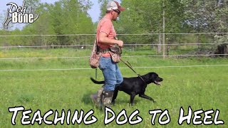 Teaching a Dog to Heel Stop Pulling on Lead [upl. by Ridgley]