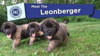 AKCs Meet the Leonberger [upl. by Arriec]