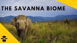 Savanna Grassland Biomes of the world [upl. by Nolyd737]