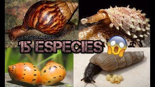 15 especies de caracoles  La huerta de Juan Pablo [upl. by Enellek579]