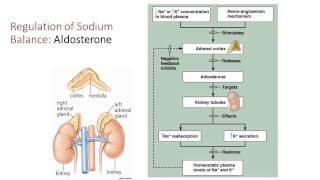 Fluid Electrolyte and Acid Base Balance [upl. by Asnarepse]