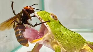 WARNING LIVE FEEDING  The Green Pacman frog eats Asian giant hornet [upl. by Adnima153]